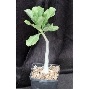 Adenium multiflorum 5-inch pots
