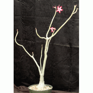 Adenium multiflorum 8-inch pots