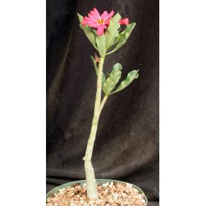 Adenium cv Nearly Perfect (MAD 776) 6-inch pots