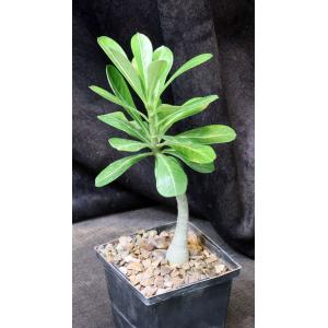 Adenium obesum 5-inch pots