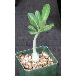 Adenium obesum (Mt. Kilimanjaro) 4-inch pots