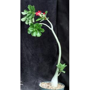 Adenium obesum cv Home Run x self 8-inch pots