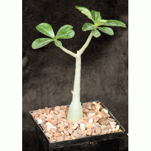 Adenium obesum cv Grumbleys White 5-inch pots