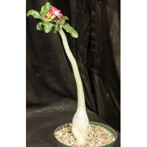 Adenium obesum (DP-191) x self 8-inch pots