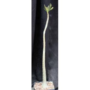 Adenium socotranum one-gallon pots