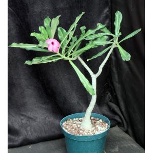 Adenium swazicum 8-inch pots