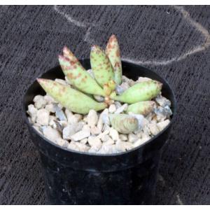 Adromischus filicaulis ssp. filicaulis 4-inch pots
