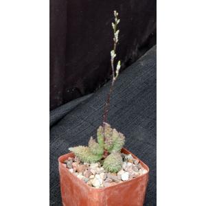 Adromischus marianiae (herrei) 4-inch pots