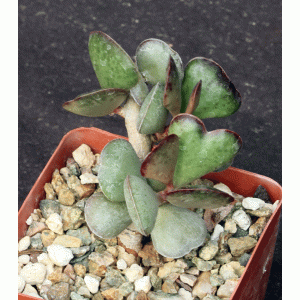 Adromischus triflorous 4-inch pots