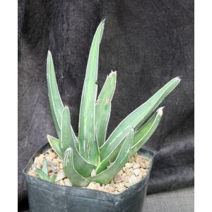 Agave nickelsiae one-gallon pots