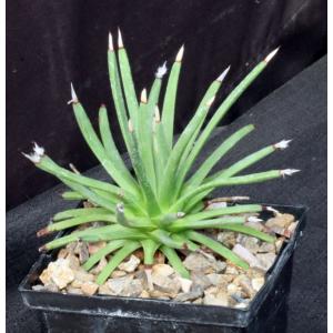 Agave albipilosa 5-inch pots