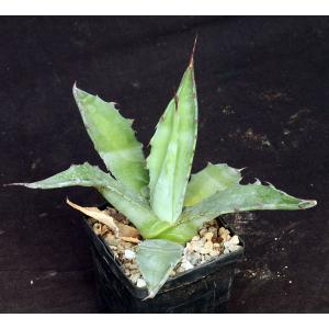 Agave americana ssp. protoamericana 4-inch pots