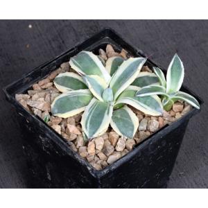 Agave applanata cv Cream Spike 5-inch pots