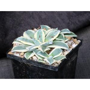 Agave applanata cv Cream Spike 5-inch pots