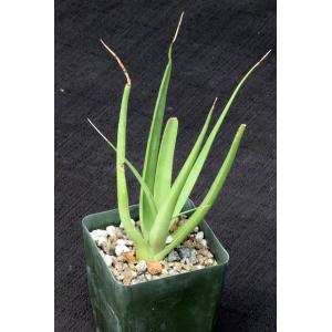 Agave bracteosa 4-inch pots