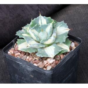 Agave isthmensis cv Ohi Raijeri 5-inch pots