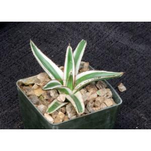 Agave victoriae-reginae cv White Rhino 3-inch pots