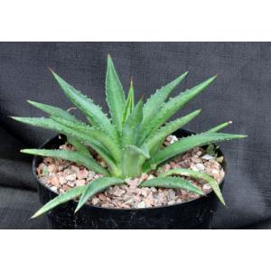 Agave decipiens 8-inch pots
