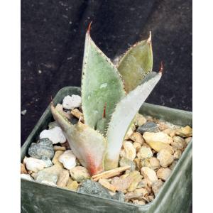 Agave guadalajarana 3-inch pots