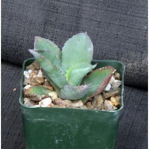 Agave gypsophila 4-inch pots