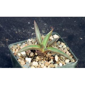 Agave leopoldtii 3-inch pots