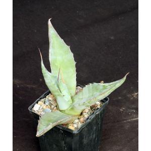 Agave mapisaga 4-inch pots