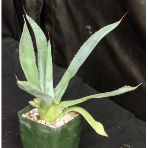 Agave maximilliana 4-inch pots