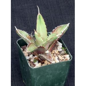 Agave oteroi (FO76)4-inch pots