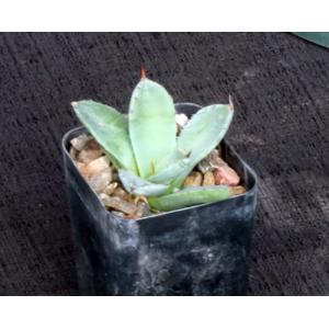 Agave parryi var. truncata 2-inch pots