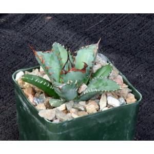 Agave oteroi (dwarf) 4-inch pots