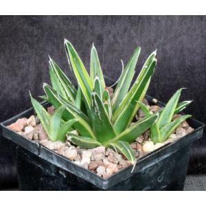 Agave victoriae-reginae (yellow variegate) 5-inch pots