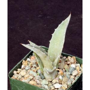 Agave vizcainoensis 4-inch pots