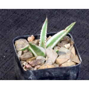 Agave victoriae-reginae cv White Rhino 2-inch pots