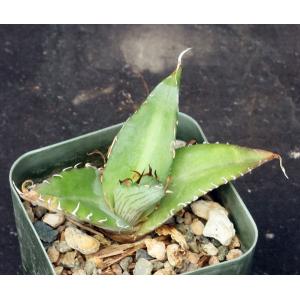 Agave xylonacantha 2-inch pots