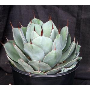 Agave parryi var. truncata 5-gallon pots