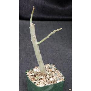 Alluaudia dumosa 5-inch pots