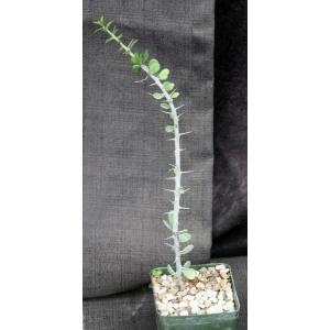 Alluaudia humbertii 4-inch pots