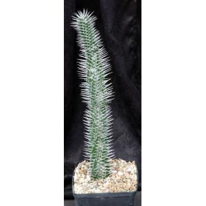 Alluaudia montagnacii one-gallon pots