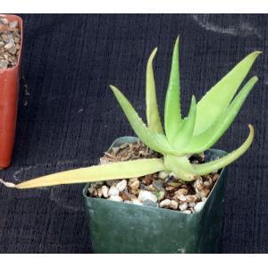 Aloe aageodonta (Newton 3643) 4-inch pots