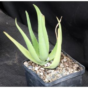Aloe aageodonta (Newton 3643) 5-inch pots