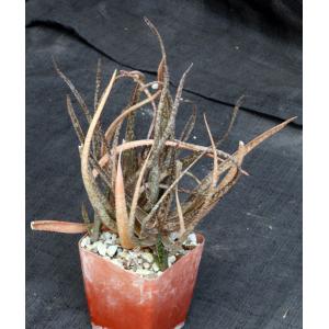 Aloe albiflora 4-inch pots