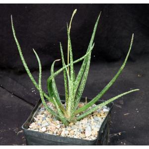 Aloe albiflora one-gallon pots