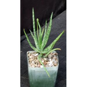 Aloe bakeri 4-inch pots