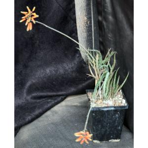 Aloe bakeri 5-inch pots