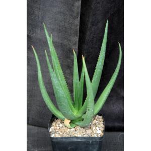 Aloe barbara-jeppeae one-gallon pots