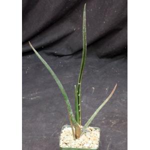 Aloe barberae 4-inch pots