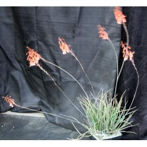 Aloe bellatula one-gallon pots