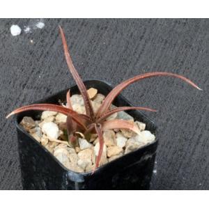 Aloe boiteaui 2-inch pots