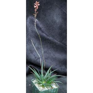 Aloe boiteaui 4-inch pots