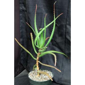 Aloe cameronii var. cameronii 8-inch pots